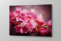 Obraz Kúzelná orchidea zs1115